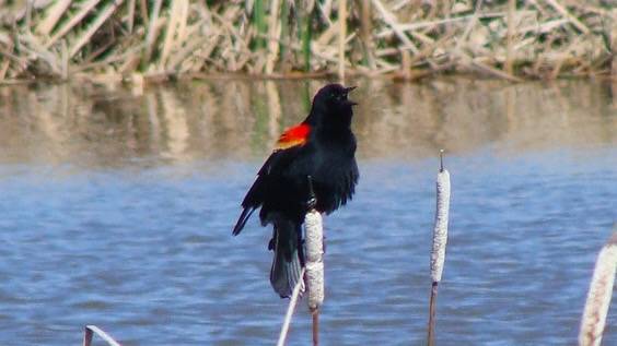 Singing Red-winged Blackbird, Dakota Prairie Grasslands, Northern Region by Dr. Jeremy Guinn/Forest Service - Northern Region is marked with Public Domain Mark 1.0.